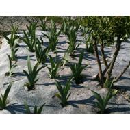 Nappe de paillage non tissée TECHMAT BIO 1000g/m² 1,10x25m
